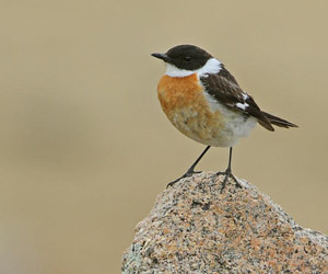 Шулганаа (Өгөөлэй шулганаа)